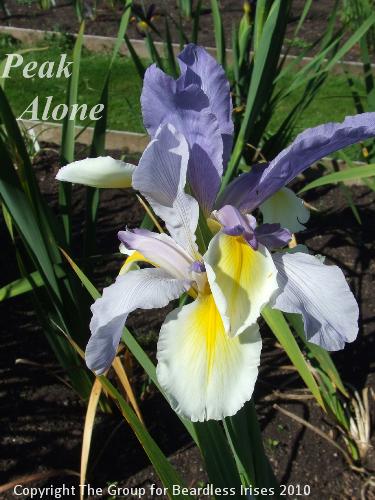 spuria Peak Alone 